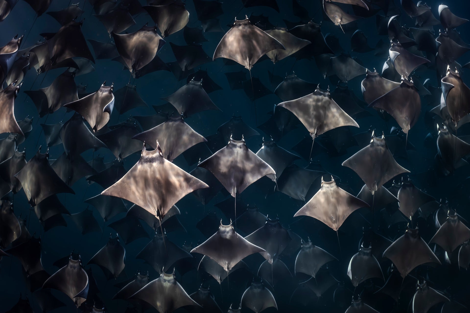 Fever Dream - Photo Print