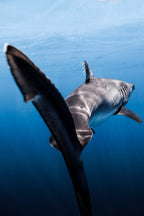 Slipstream - Photo Print