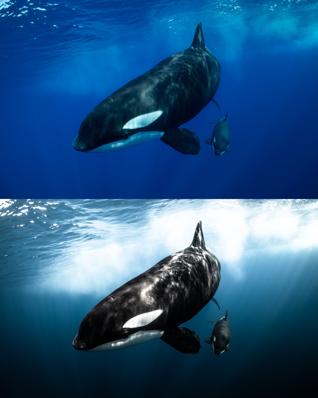 Adaptive AI-Powered Underwater Lightroom Presets (50 Presets)