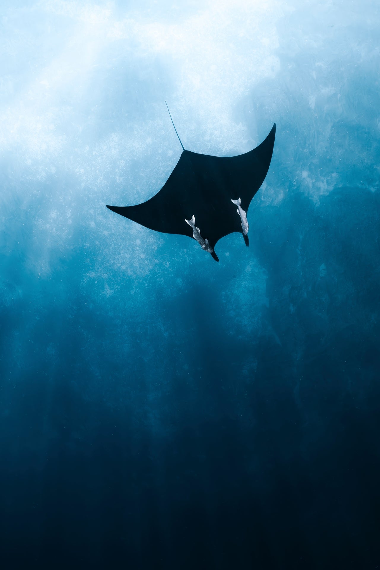 Manta Dreams - Photo Print