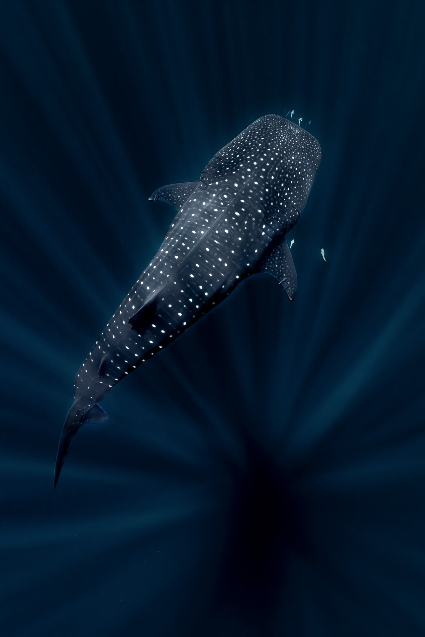 Shimmering - Digital Print