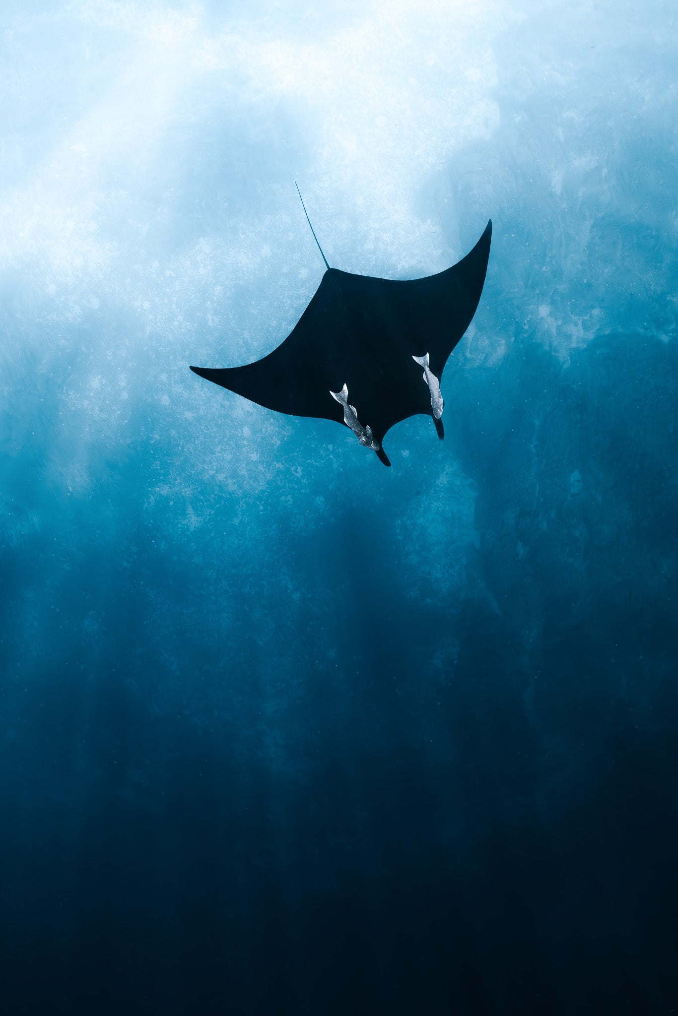 Manta Dreams - Digital Print