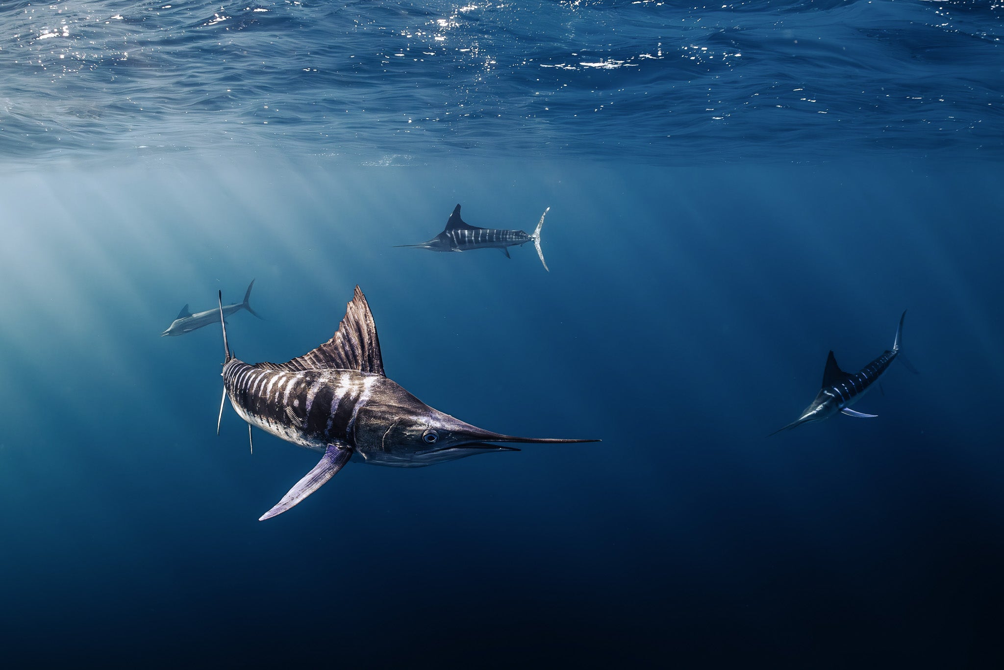 Marlin Meeting - Digital Print