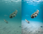 Adaptive AI-Powered Underwater Lightroom Presets (50 Presets)