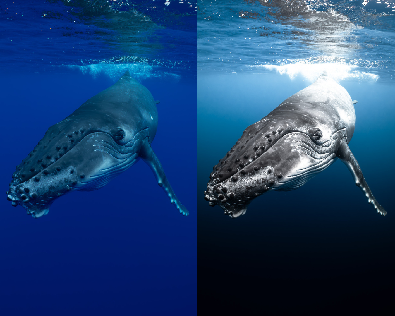 Adaptive AI-Powered Underwater Lightroom Presets (50 Presets)
