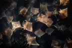 The Dance - Photo Print