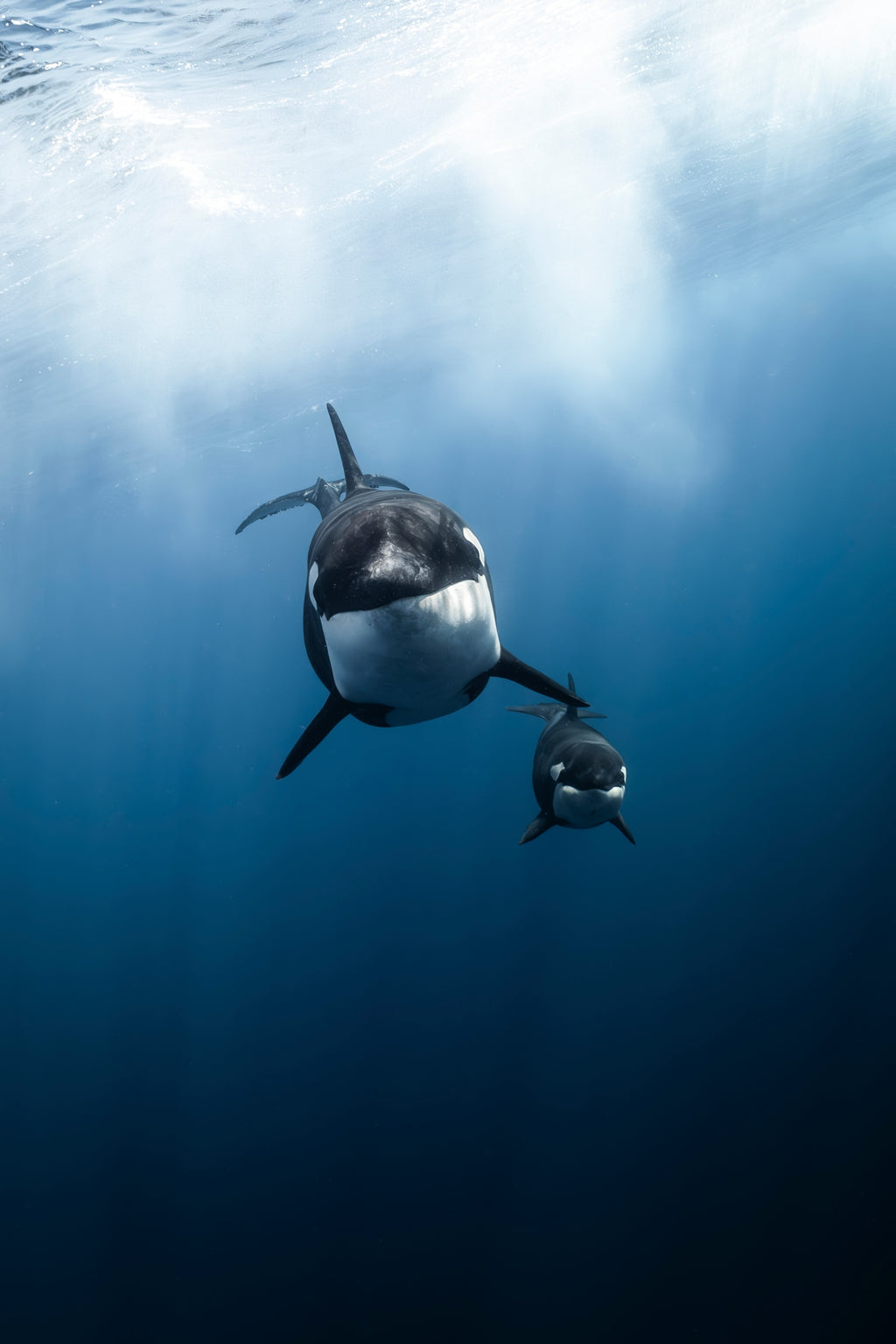 Playtime - Photo Print