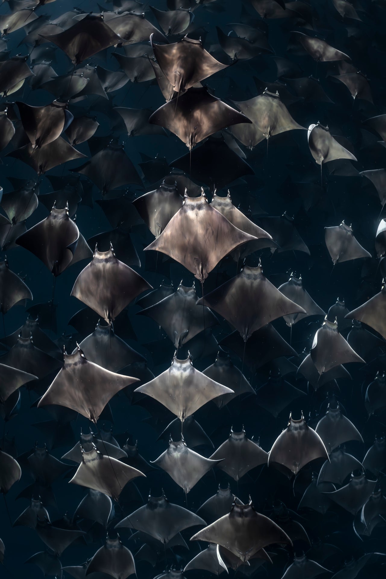 Fever Dream (Vertical) - Photo Print