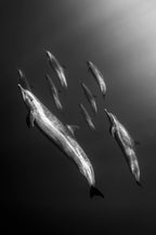 Part of the Pod - Photo Print
