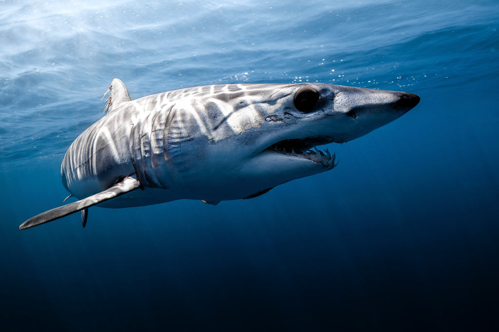 Toothy - Photo Print