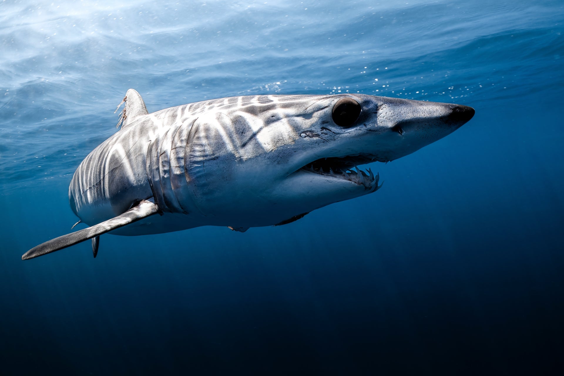 Toothy - Photo Print