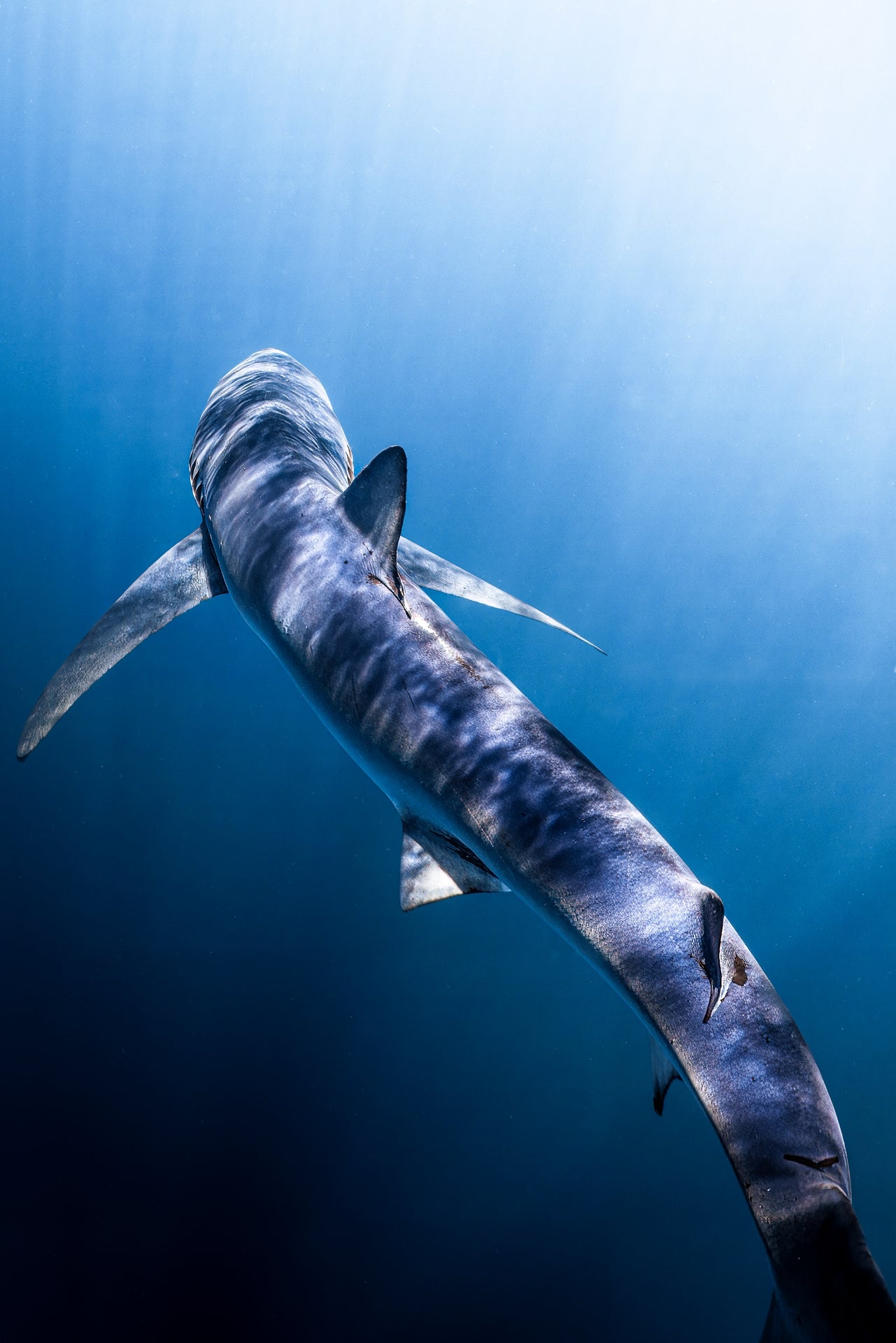 Feelin' Blue - Photo Print