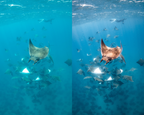 Adaptive AI-Powered Underwater Lightroom Presets (50 Presets)