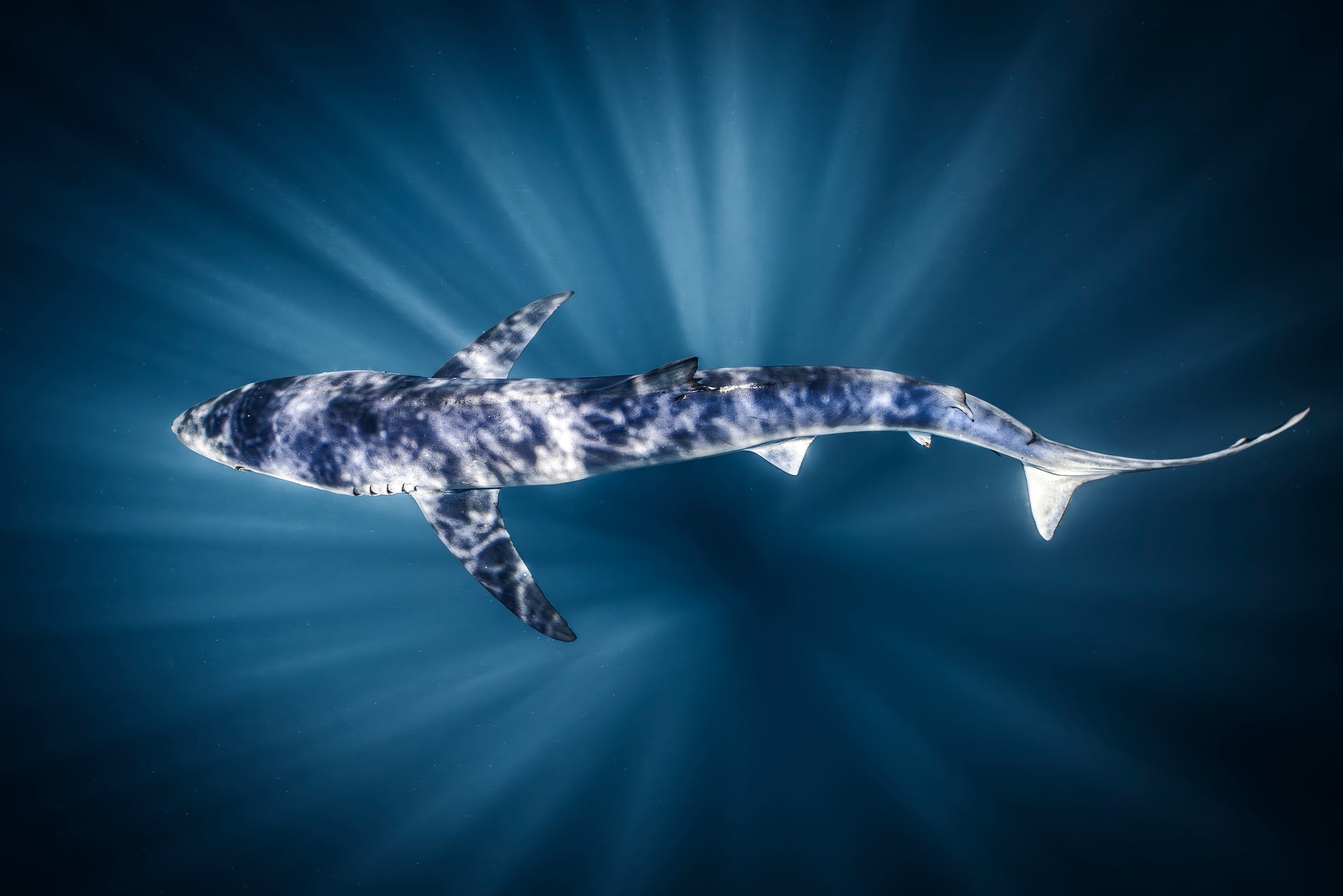 Blue Rays - Photo Print