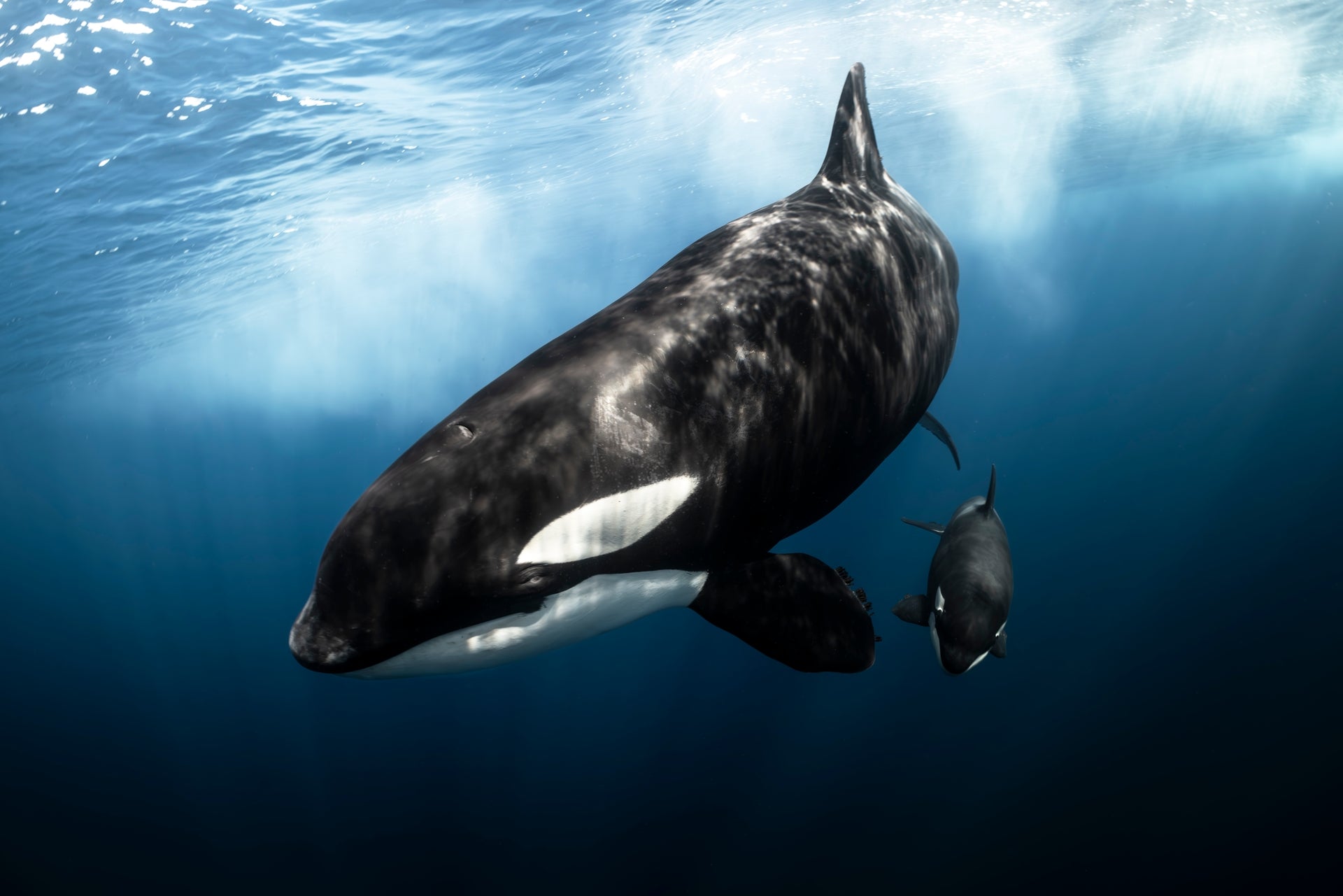 Matriarch - Photo Print