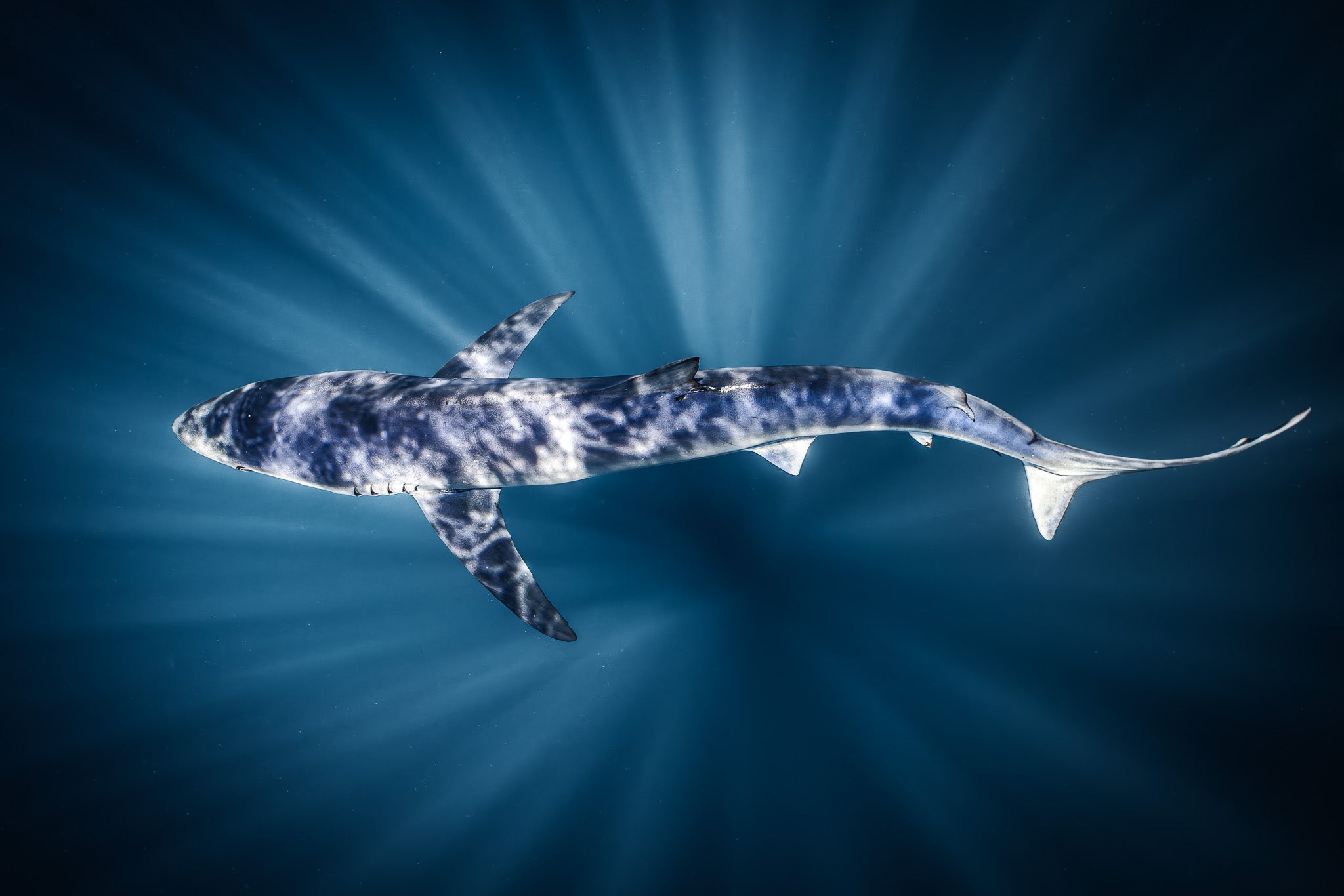 Blue Rays - Digital Print