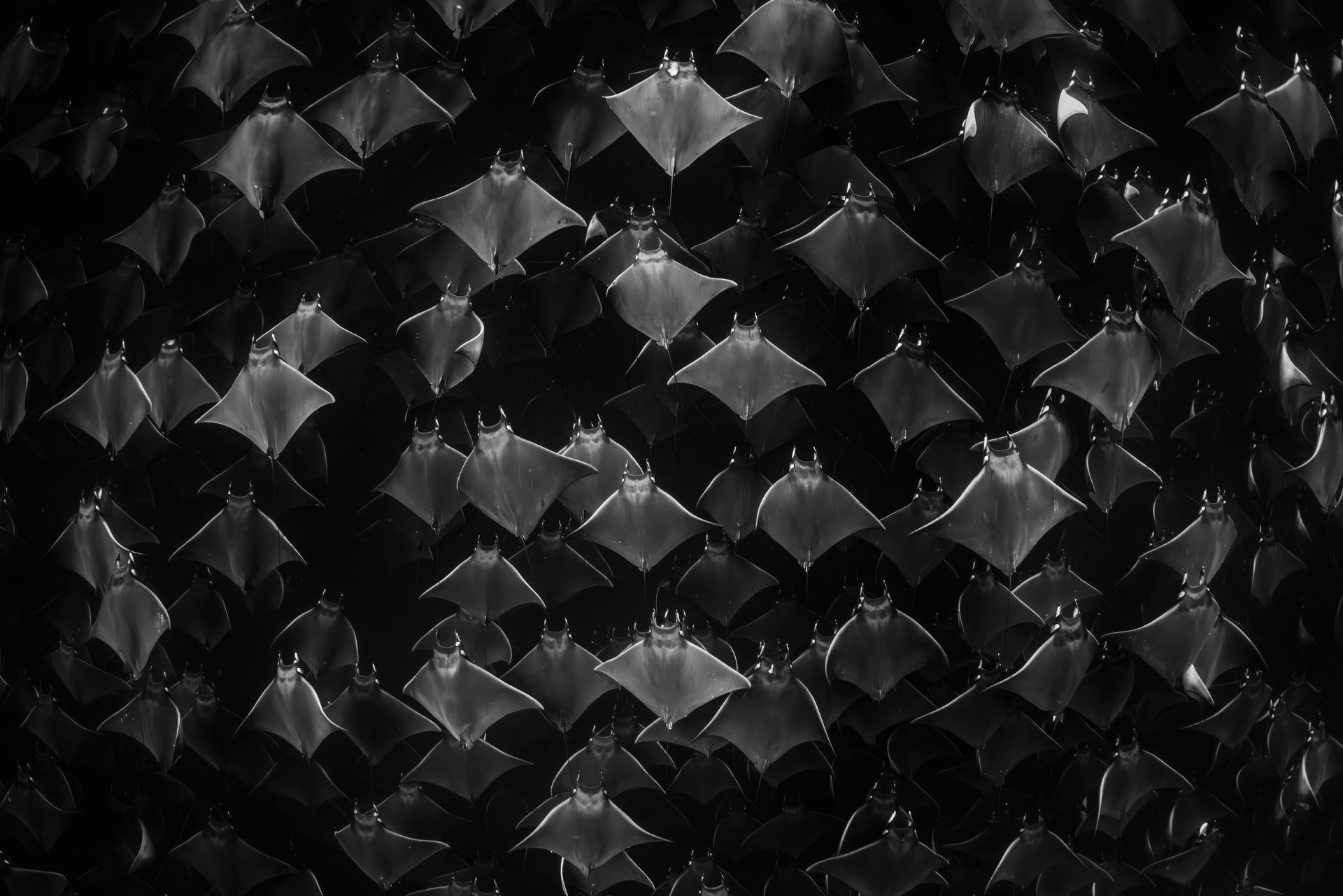 Feverish - Photo Print