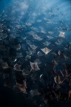 On the Move - Photo Print
