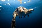 Turtle Time - Photo Print