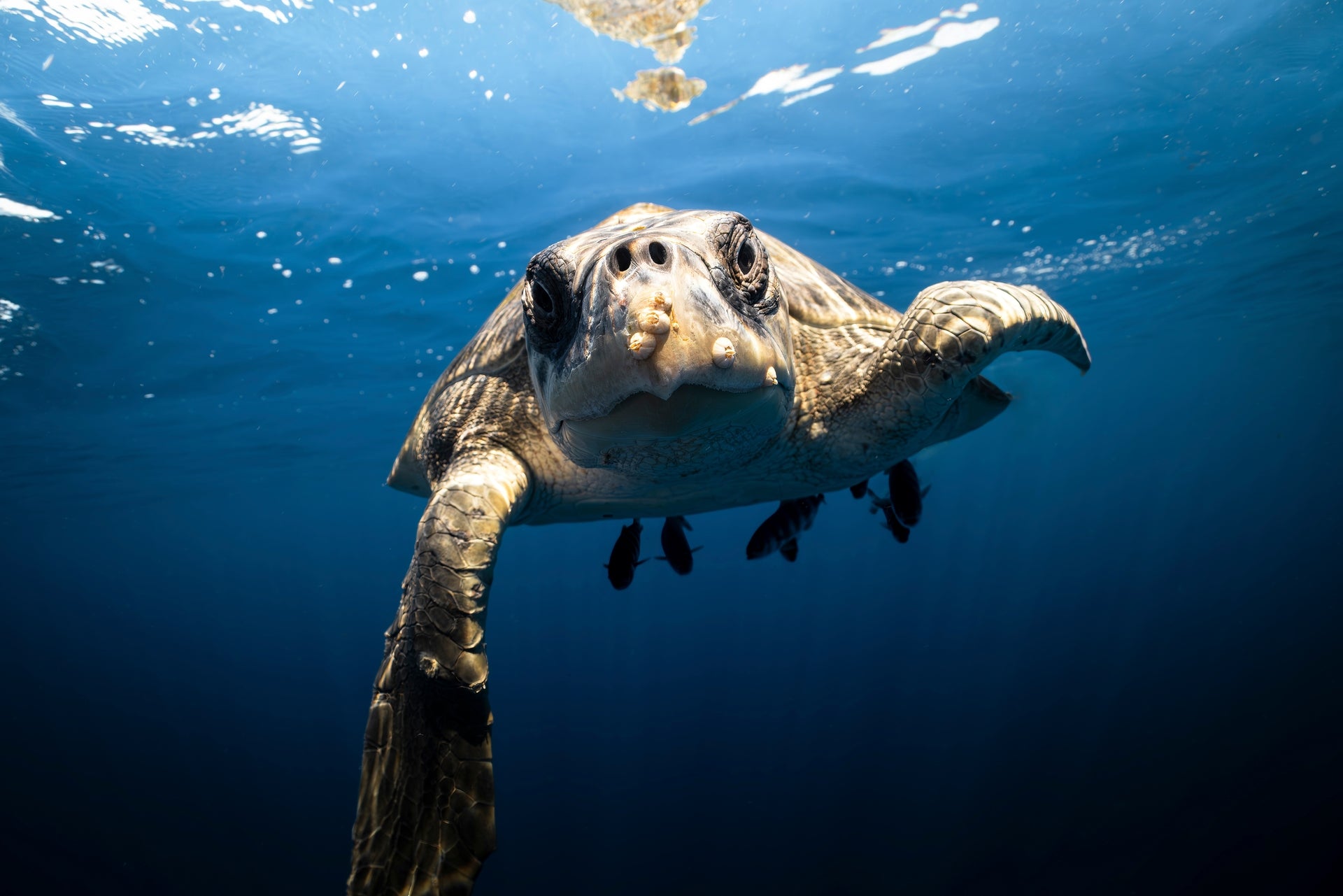 Turtle Time - Photo Print