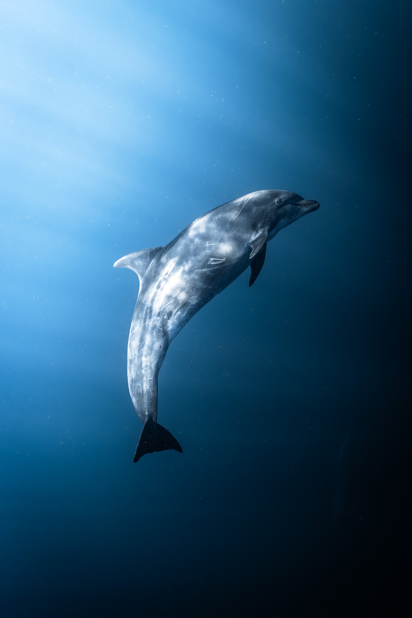 Flipper - Digital Print