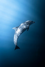 Flipper - Photo Print