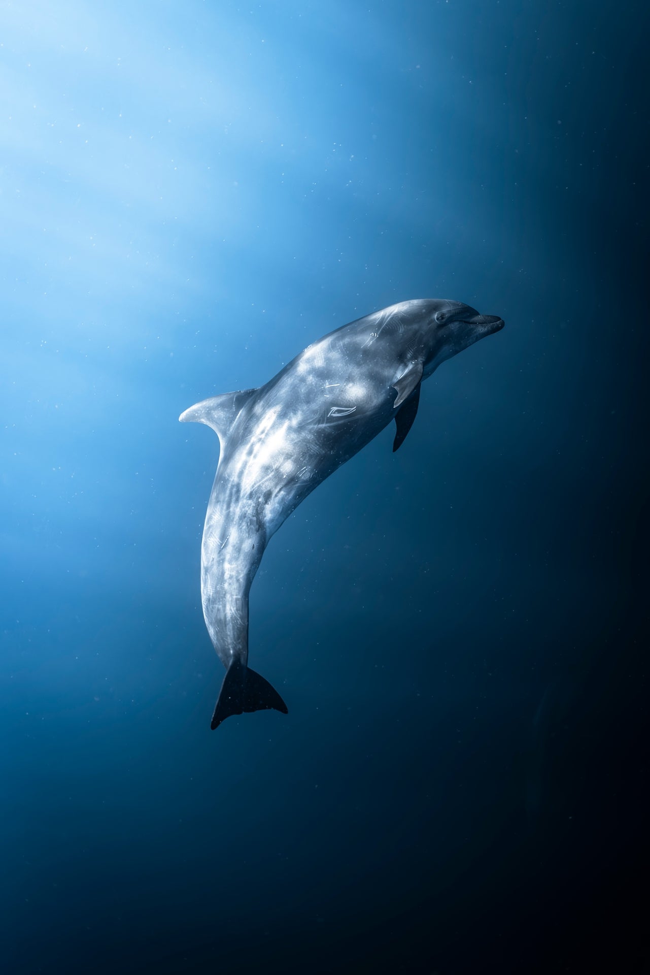 Flipper - Photo Print