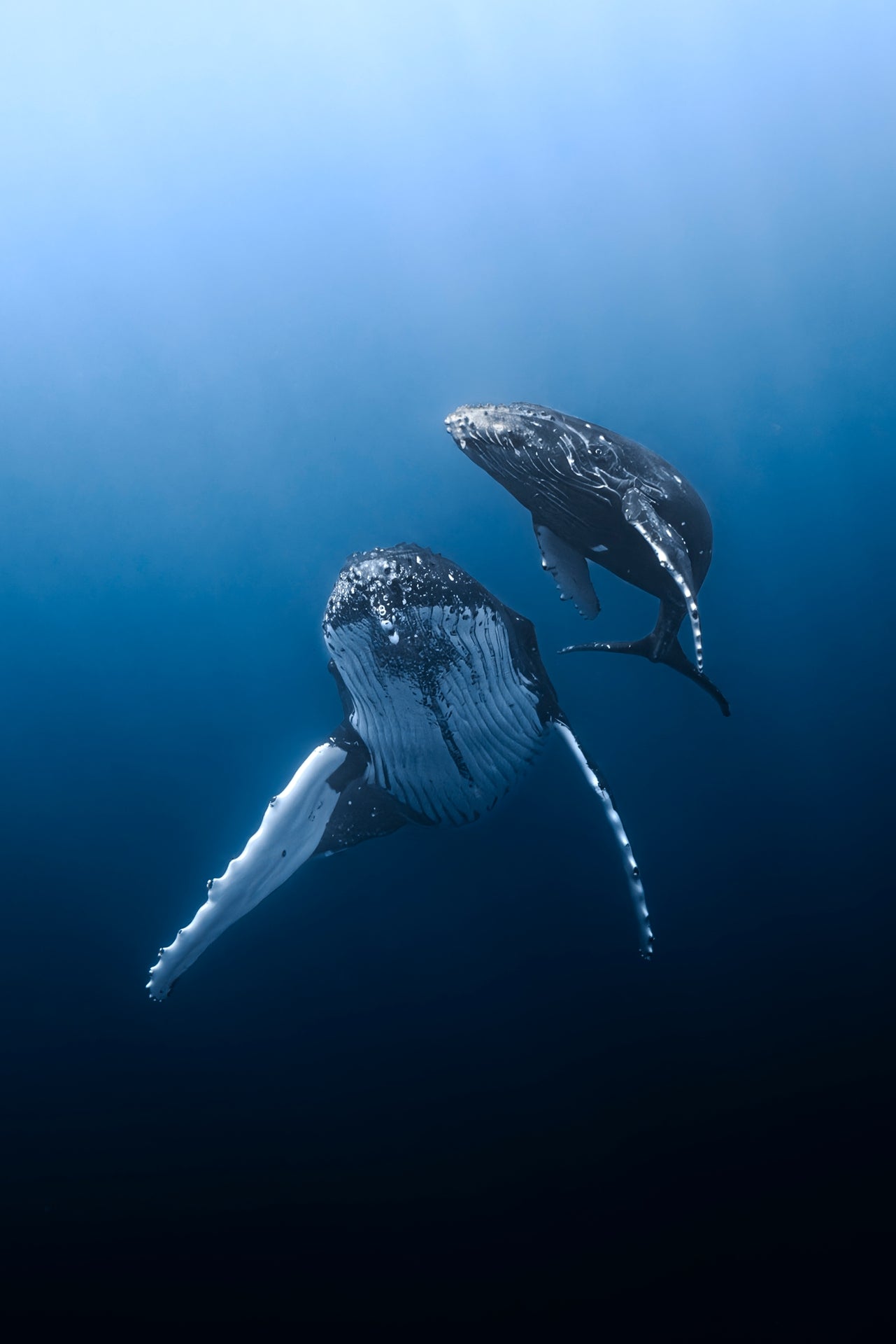 From the Depths - Photo Print