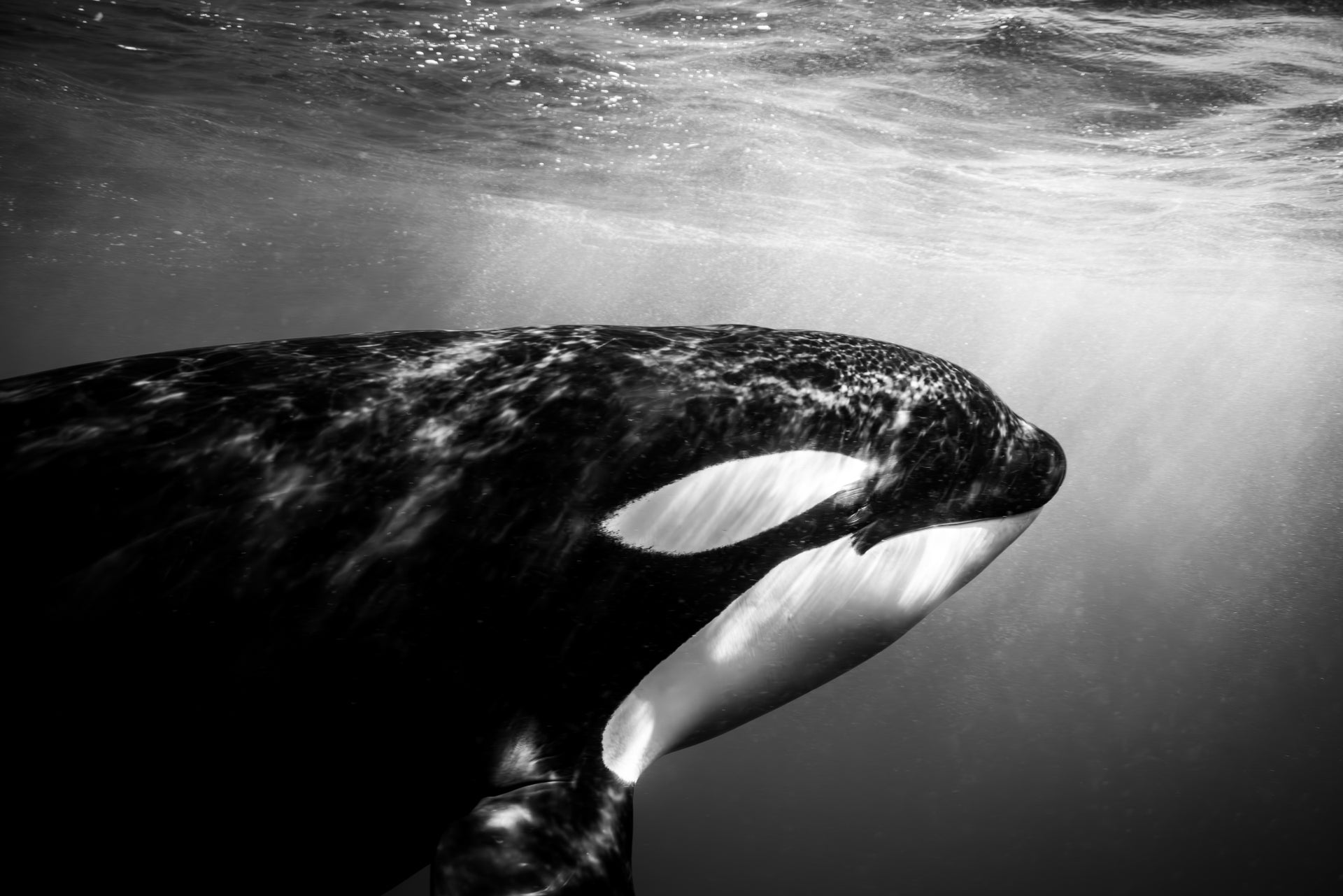 Eye to Eye - Photo Print