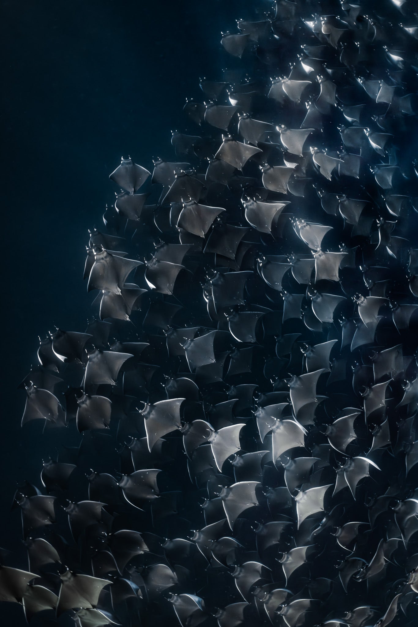 Rays for Days - Digital Print