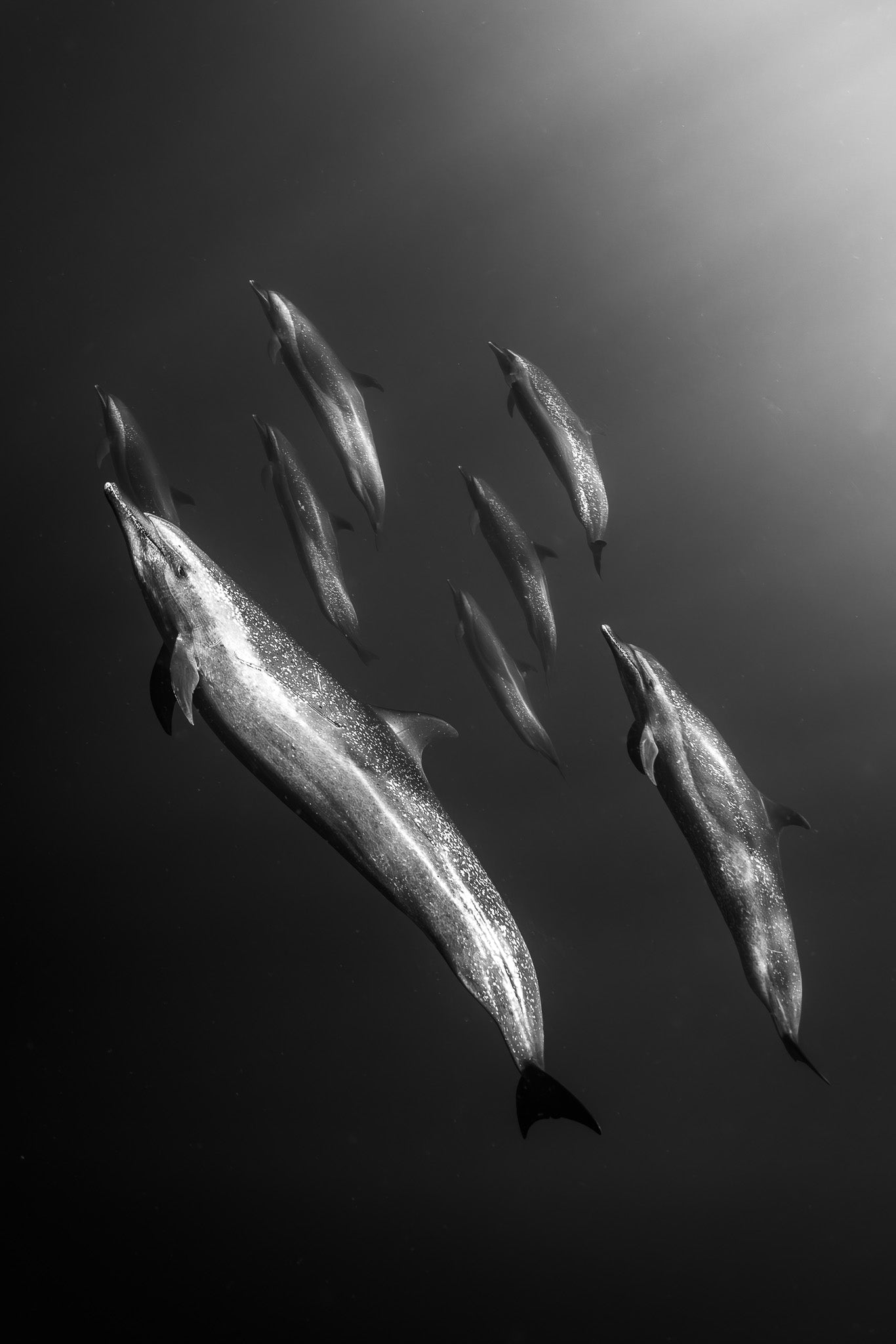 Part of the Pod - Digital Print